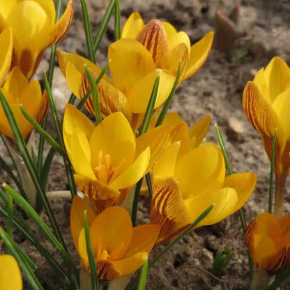 CROCUS CHRYSANTHUS DOROTHY 