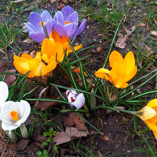 CROCUS CHRYSANTHUS VARIÉS 