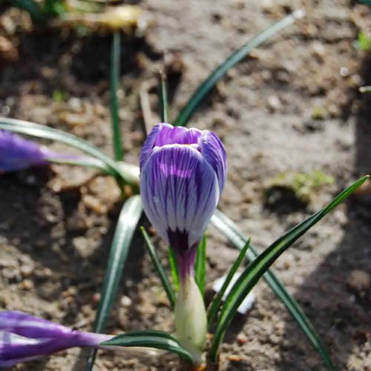 CROCUS GRANDE FLEUR ROI DES STRIES 