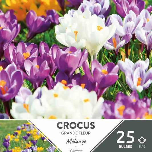 CROCUS GRANDE FLEUR VARIÉS 