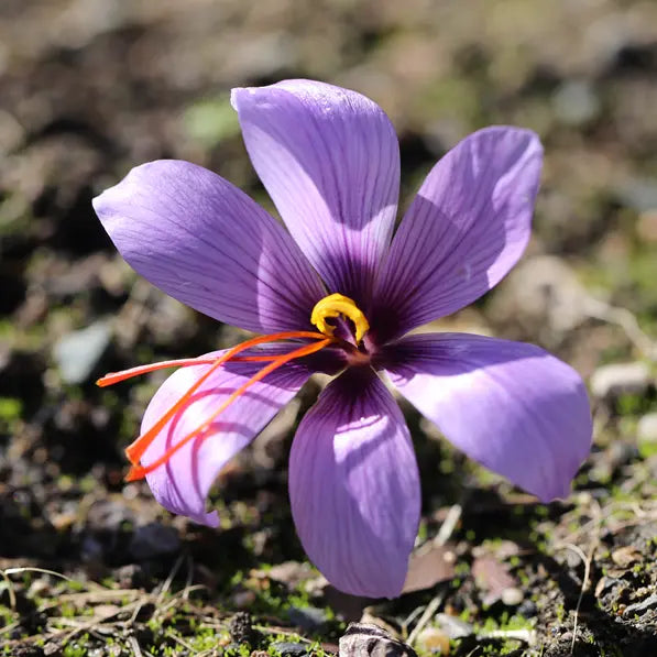 Crocus à Safran