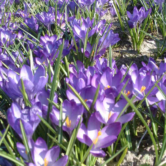 CROCUS TOMMASINIANUS RUBY GIANT 