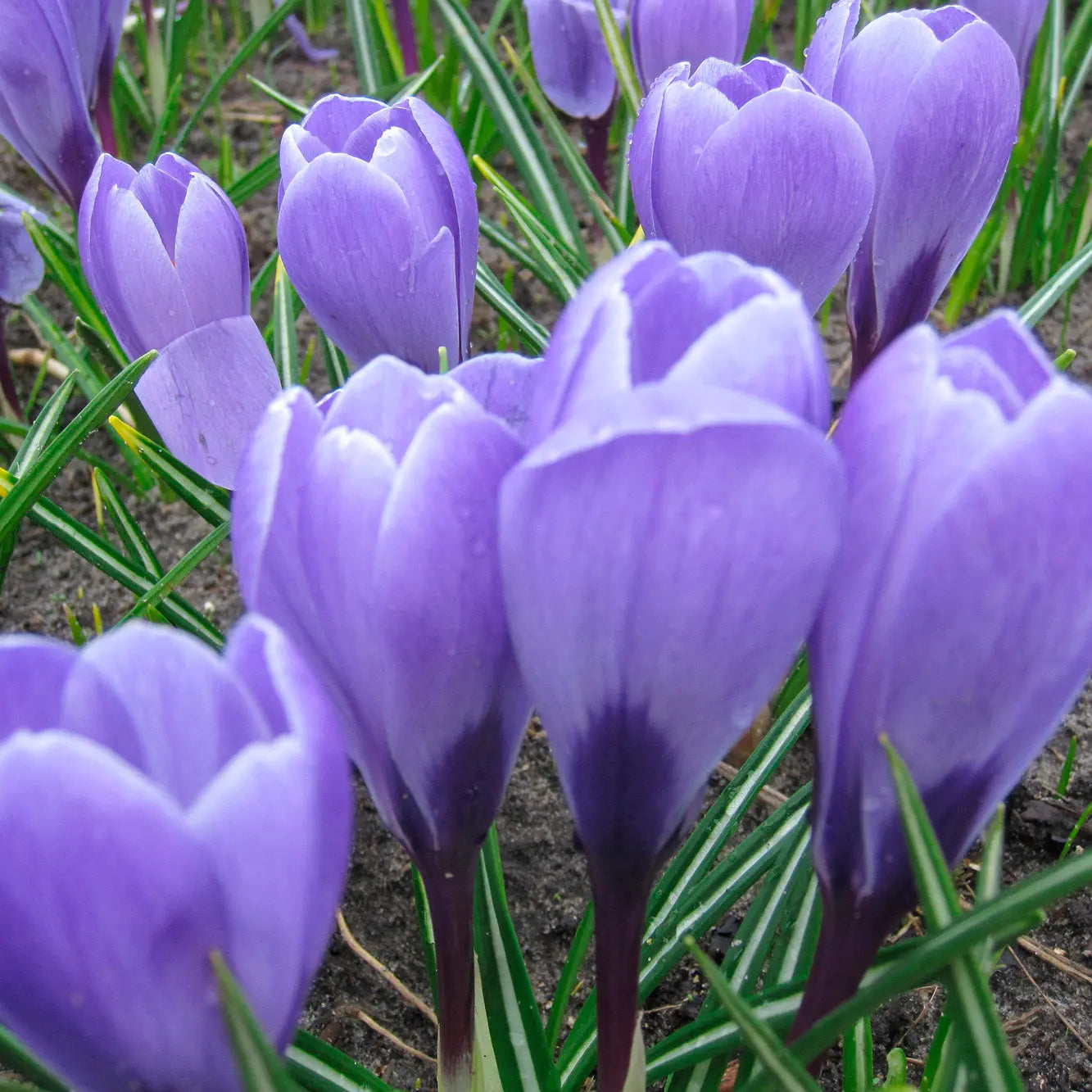 CROCUS 'AQUA' 