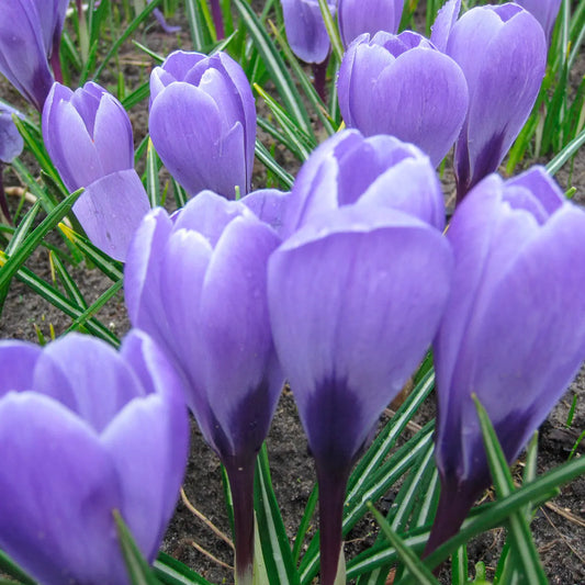 CROCUS 'AQUA' 