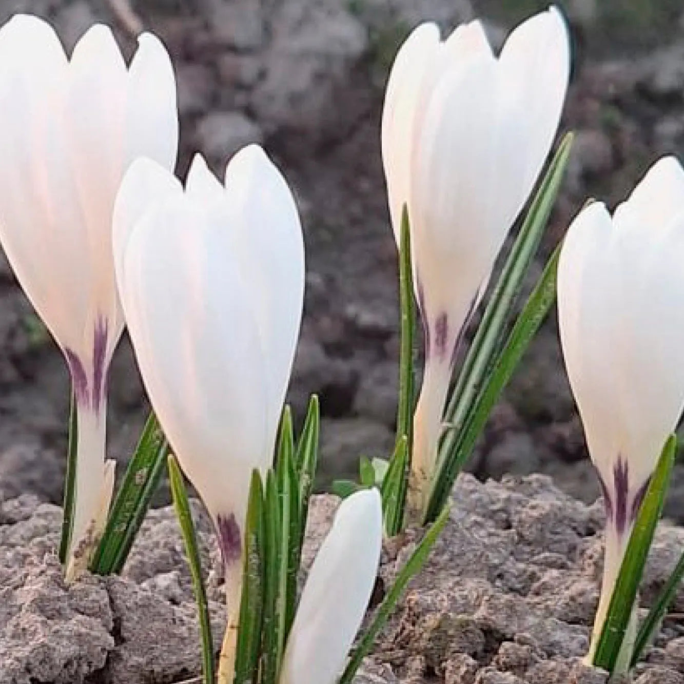 CROCUS 'ICE QUEEN' 