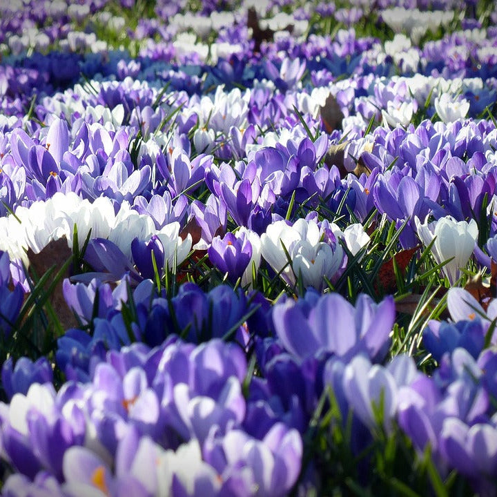 CROCUS GRANDES FLEURS. BLEU & BLANCHES AB
