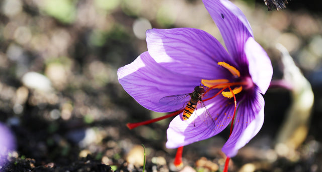 Crocus à safran