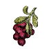 Plants de canneberge ou cranberry bio