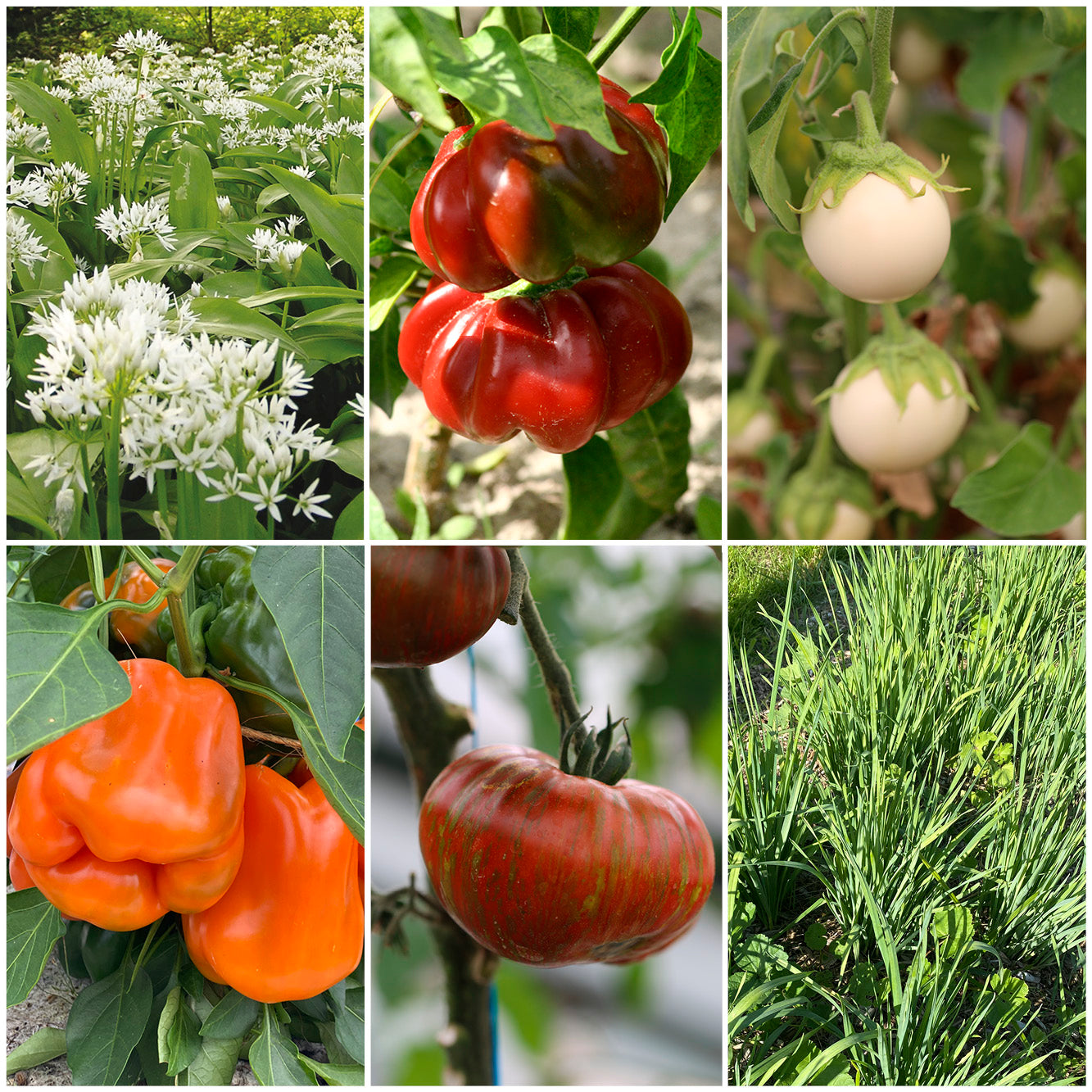 SÉLECTION "CARRE POTAGER GOURMAND"