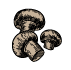 Les chevilles de champignons