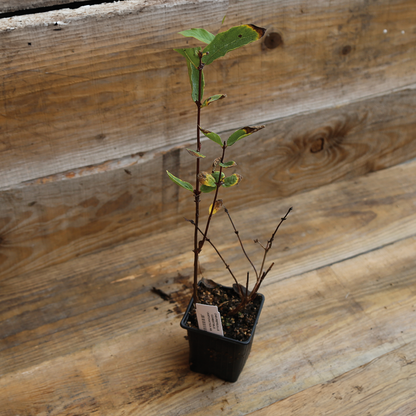 CHÈVREFEUILLE MAYA AB - PLANT 