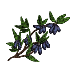 Plants de chevrefeuilles comestibles bio