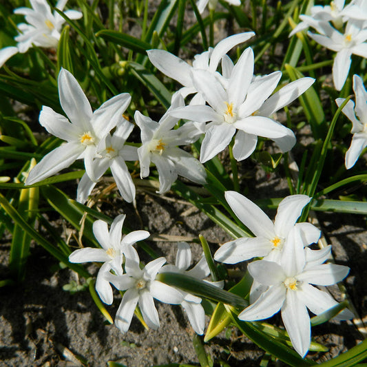 CHIONODOXA LUCILIAE 