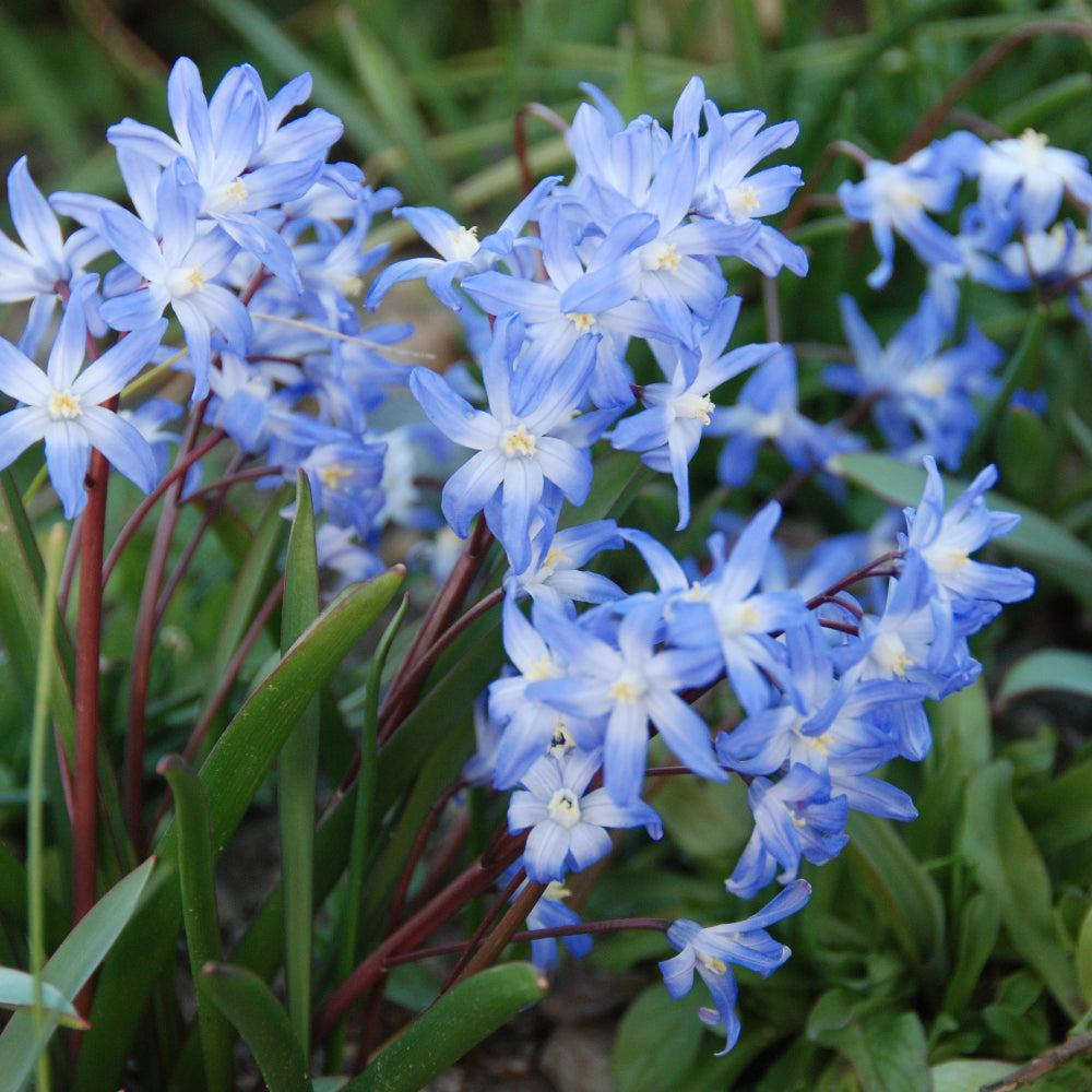 CHIONODOXA LUCILIAE BLEU 