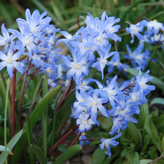 CHIONODOXA LUCILIAE BLEU 
