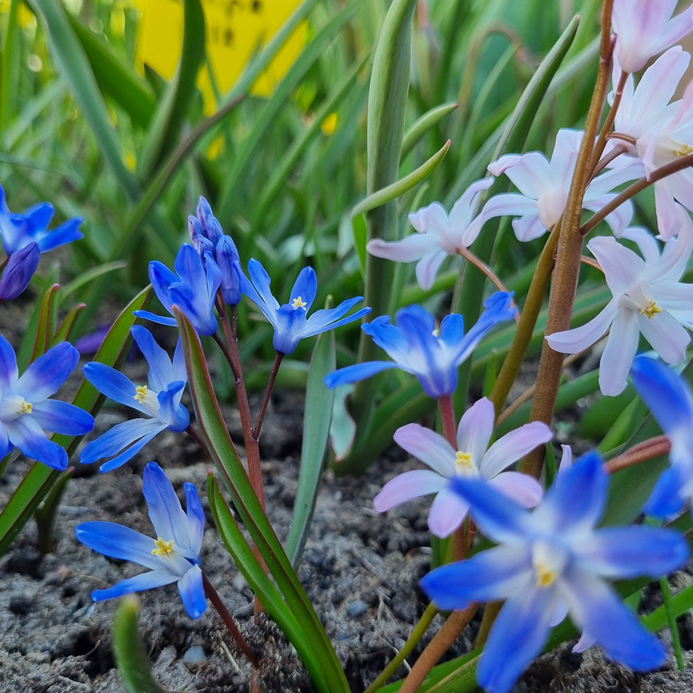 CHIONODOXA EN MÉLANGE AB 