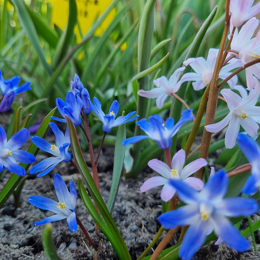 CHIONODOXA EN MÉLANGE AB 