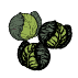 Graines de choux de Bruxelles