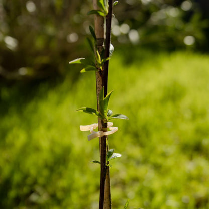PETITS CLIPS COMPOSTABLES 