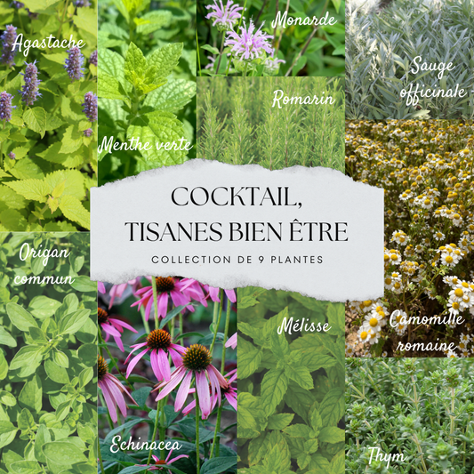 COLLECTION 9 PLANTS - COCKTAIL TISANE BIEN-ÊTRE 