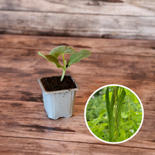 COURGE SERPENT OU FLEURS DENTELLES AB - PLANT 