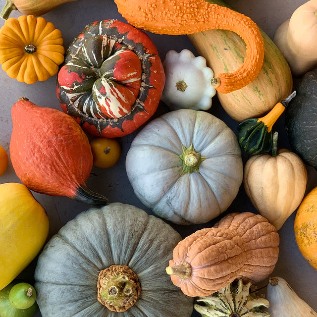 Nos graines de courges