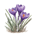 Bulbes de crocus