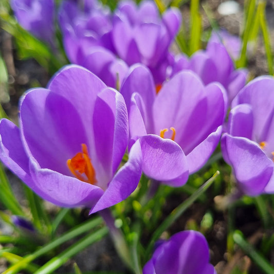CROCUS VIOLET RIVER AB 