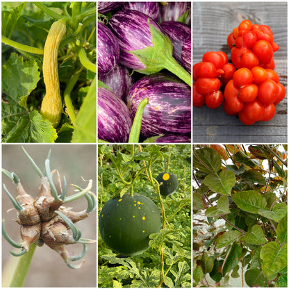 SÉLECTION "CURIOSITES A PLANTER"