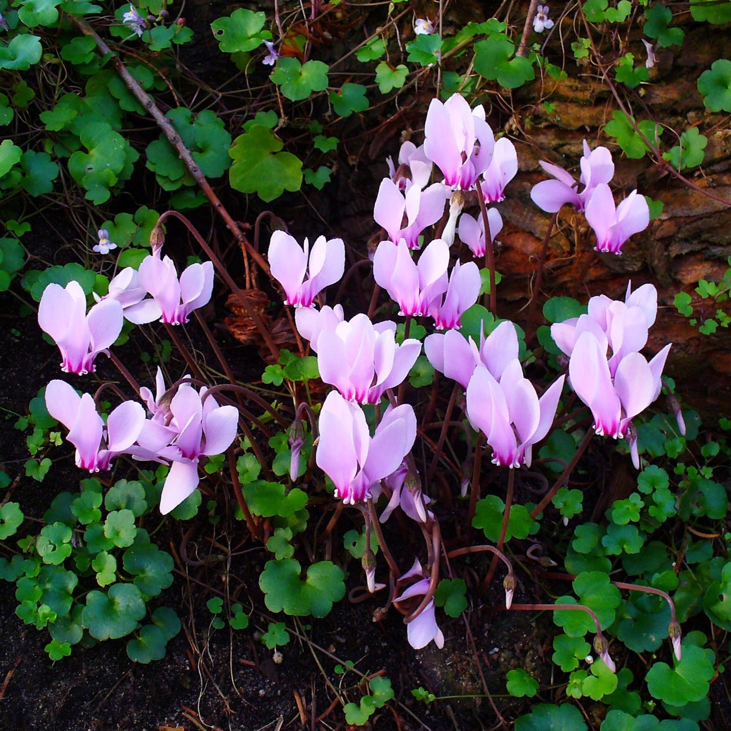 Alpenveilchen Hederifolium (Winterhartes Alpenveilchen)