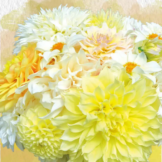 DAHLIA ASSORTIMENT LES BLANCS D'ÉTÉ 