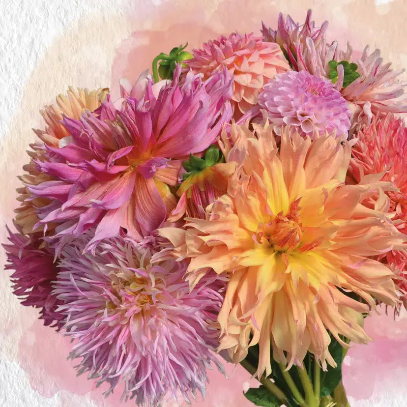 DAHLIA ASSORTIMENT LES ROSES D'ÉTÉ 