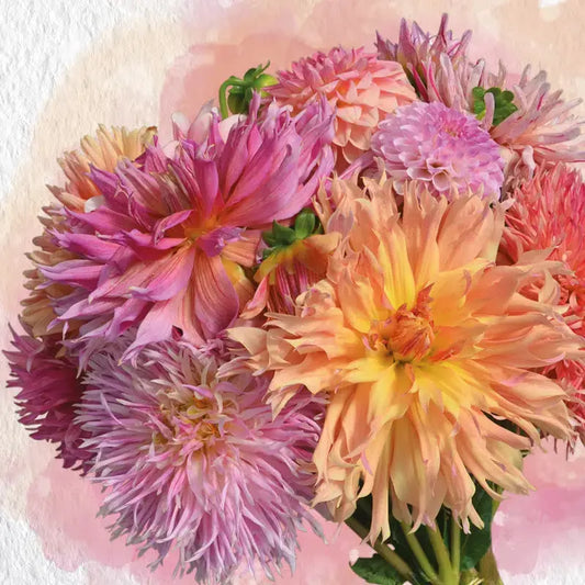 DAHLIA ASSORTIMENT LES ROSES D'ÉTÉ 