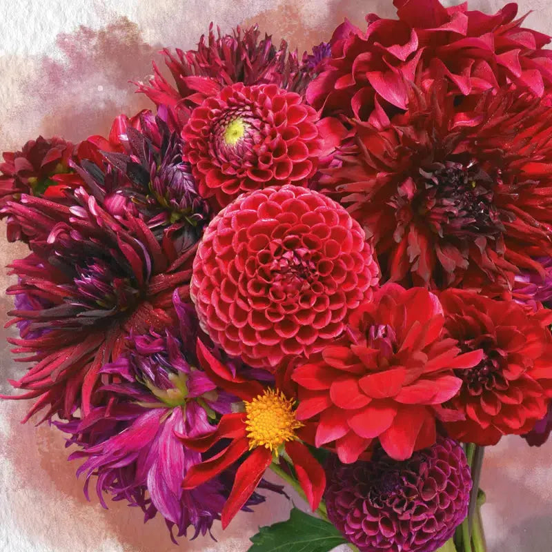 DAHLIA ASSORTIMENT LES ROUGES D'ÉTÉ 
