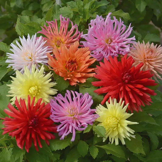 DAHLIA CACTUS EN MELANGE 