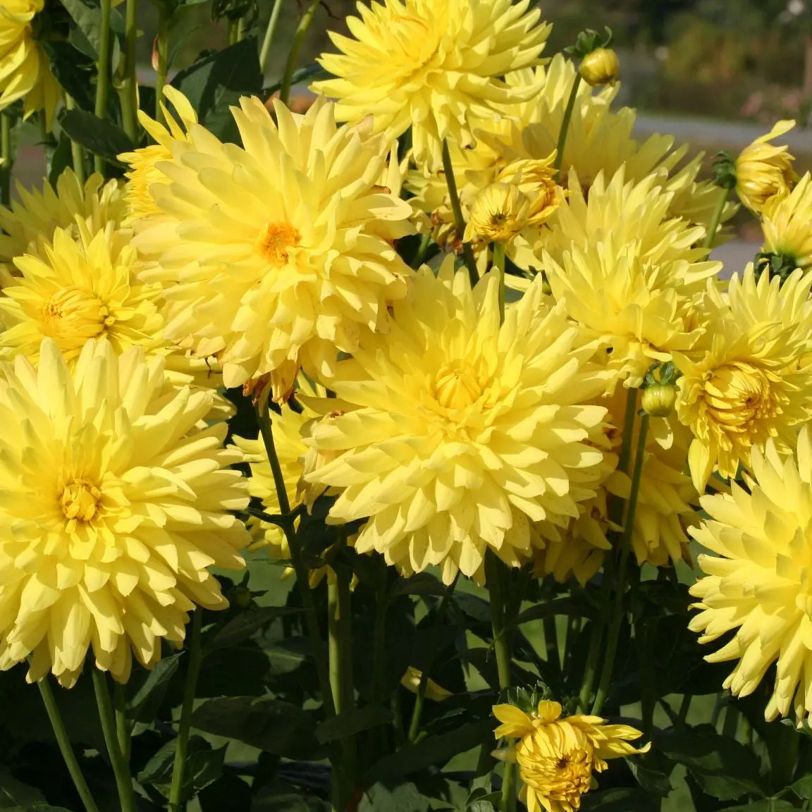 Bulbes de Dahlia Cactus Fantasia – La Ferme de Sainte Marthe