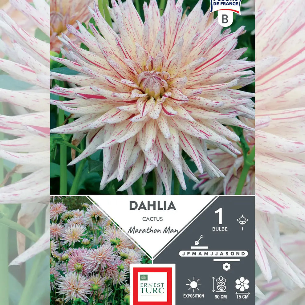 Bulbes de Dahlia Cactus Marathon Man – La Ferme de Sainte Marthe