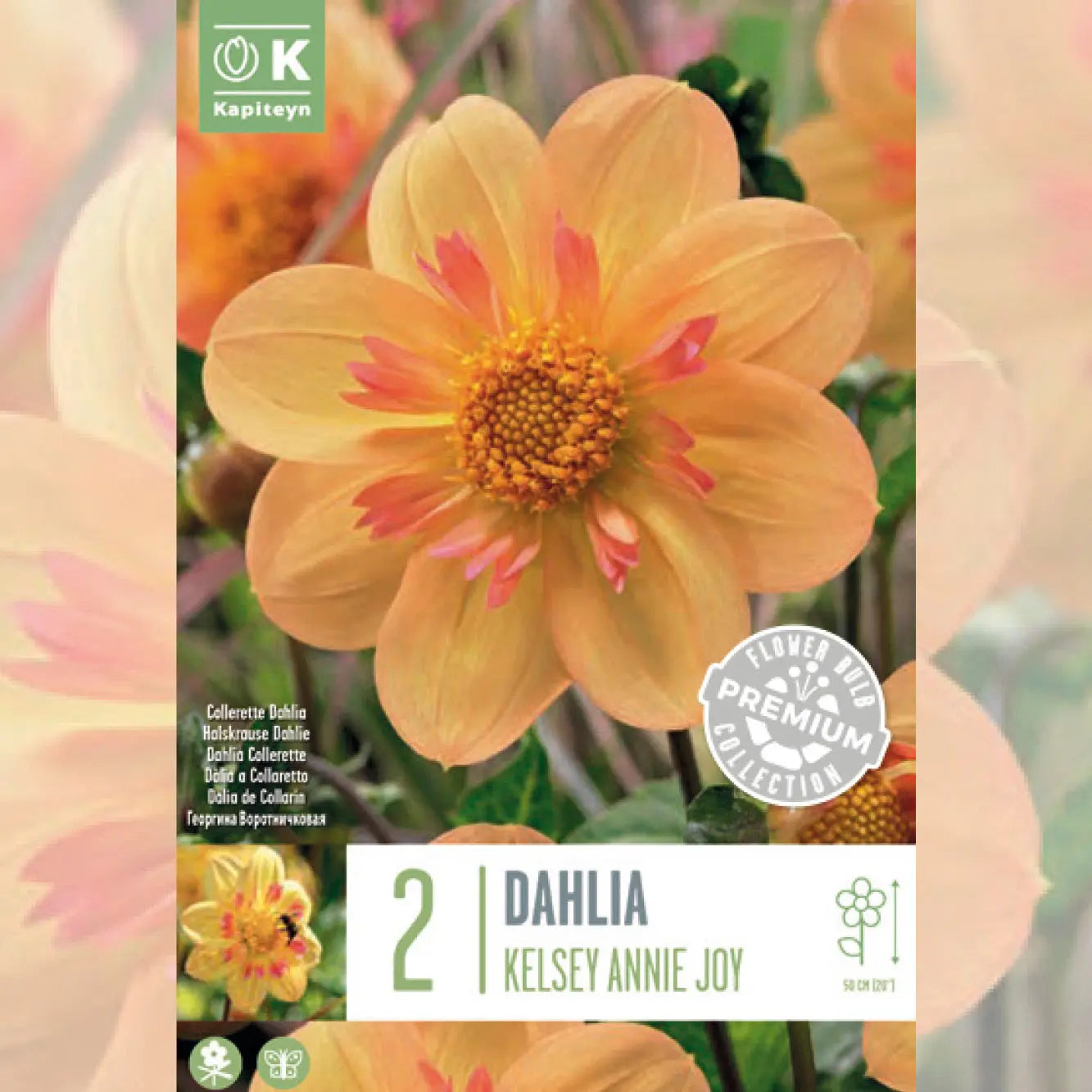 DAHLIA COLLERETTE KELSEY ANNIE JOY 