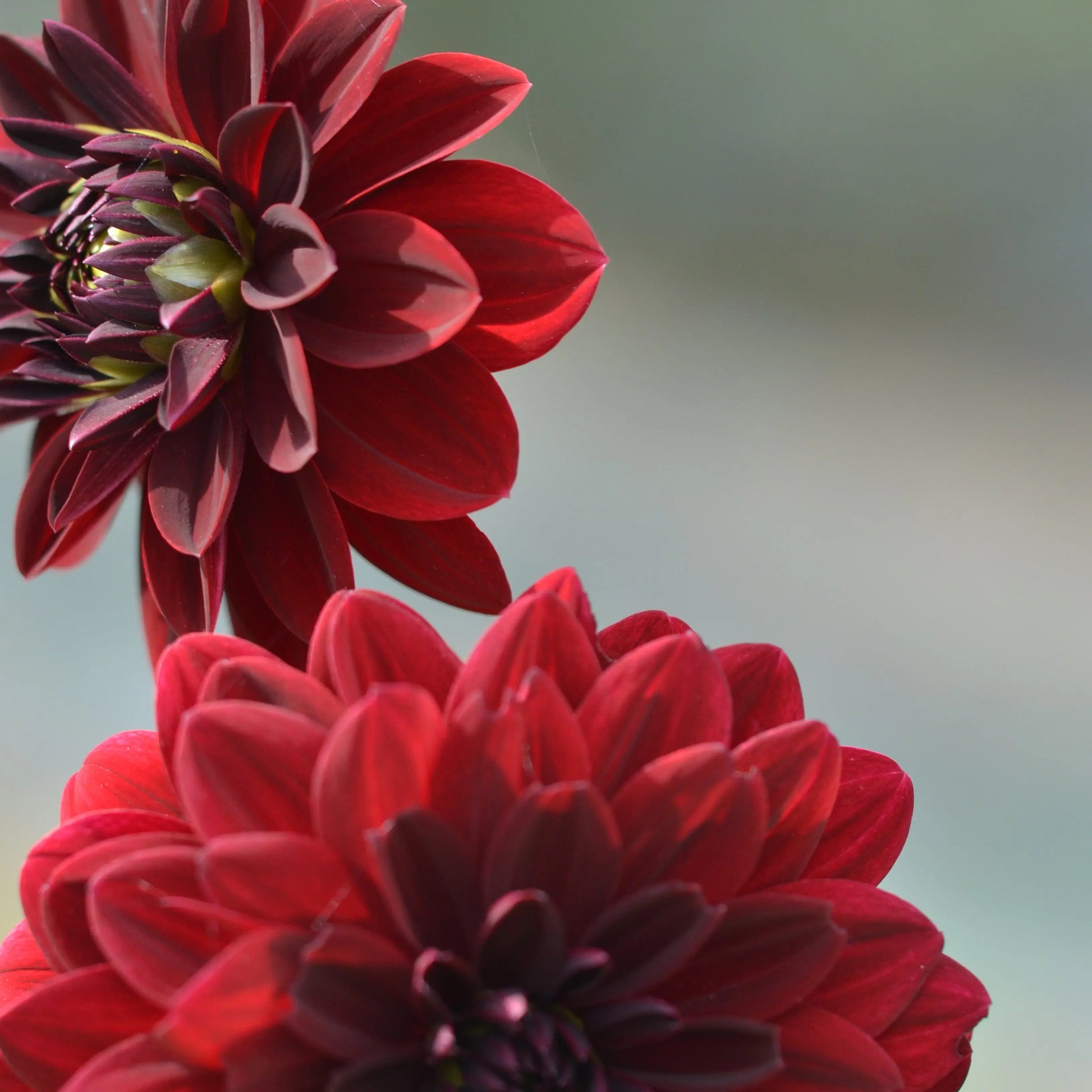 DAHLIA DECORATIF ARABIAN NIGHT AB 