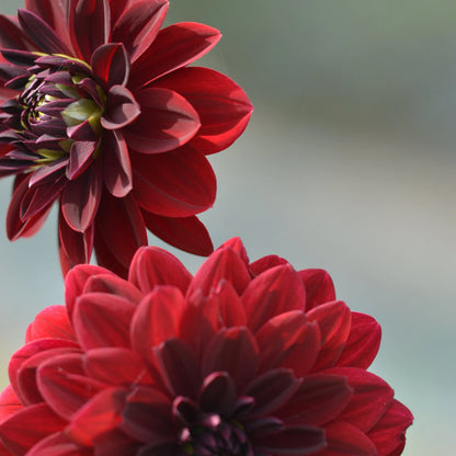 DAHLIA DECORATIF ARABIAN NIGHT AB 