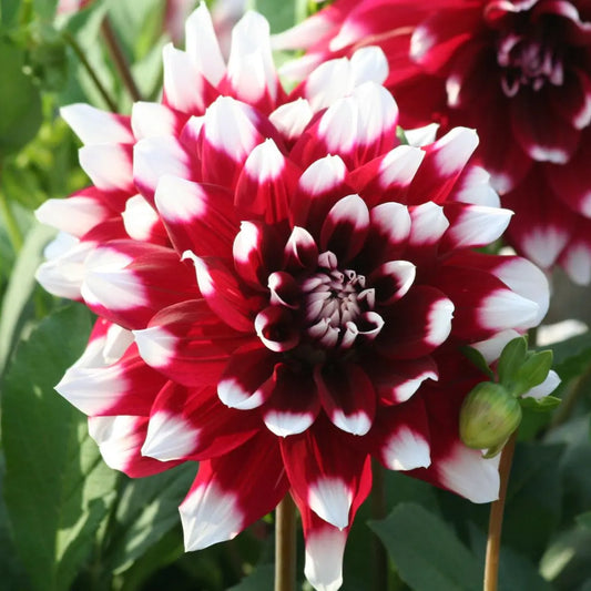 DECORATIVE DAHLIA DUET AB