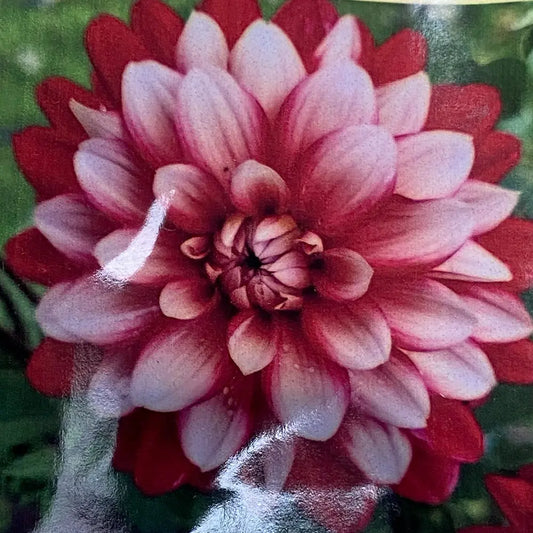 DAHLIA DECORATIF LARRY'S LOVE AB 