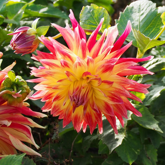 DAHLIA DECORATIF MANHATTAN ISLAND AB 