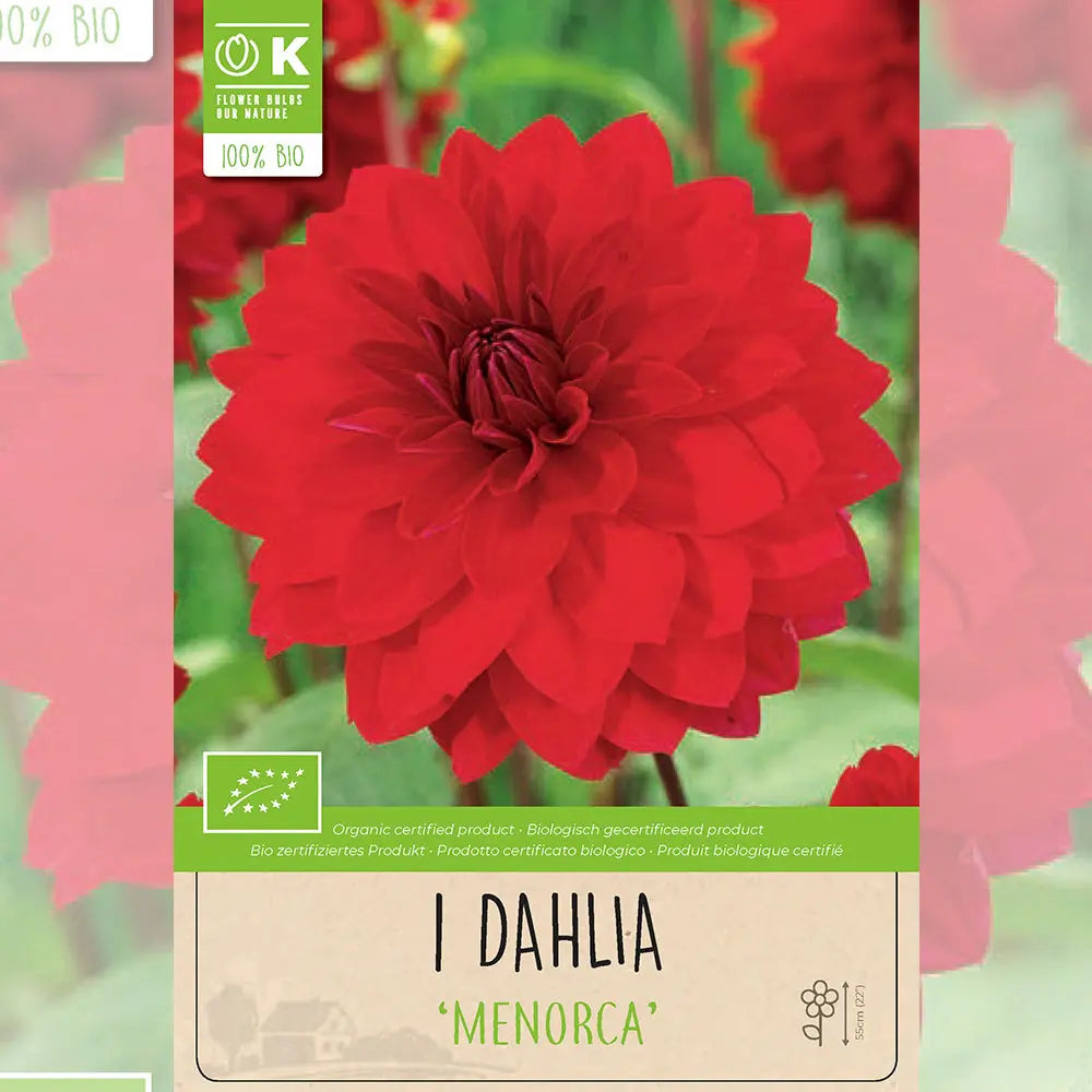 DAHLIA DECORATIF MENORCA AB 
