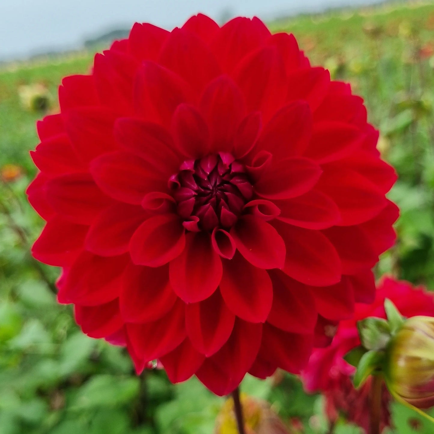 DAHLIA DECORATIF MENORCA AB 