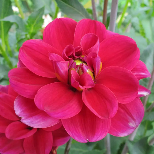 DAHLIA DECORATIF MILLE FEUX 
