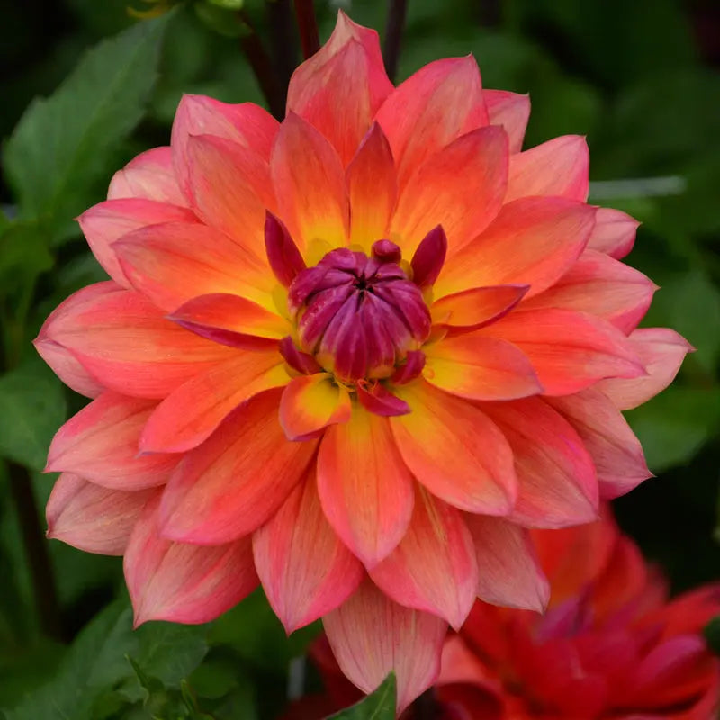 DAHLIA DÉCORATIF NAIN TRICOLOR 