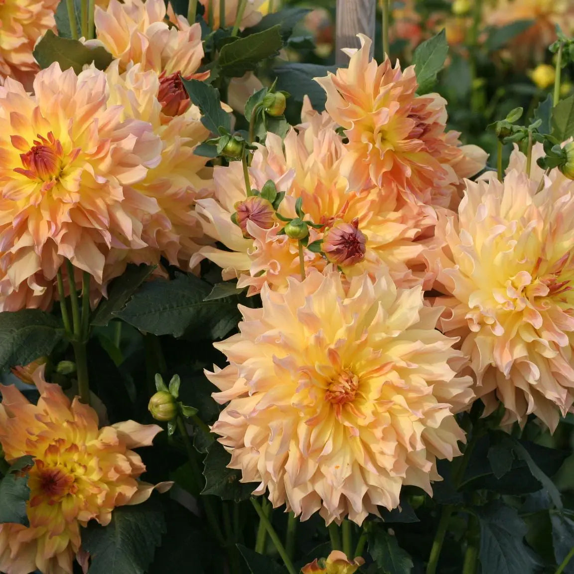DAHLIA DECORATIF QUENZA AB 