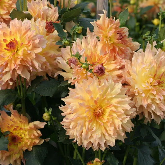 DAHLIA DECORATIF QUENZA AB 