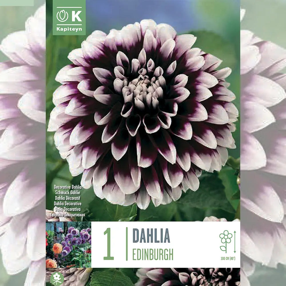 DAHLIA EDINBURGH 